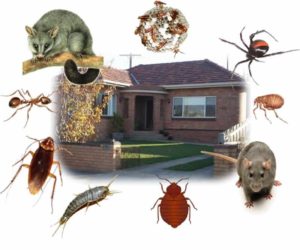Why to Keep Your Home Safe from Pests