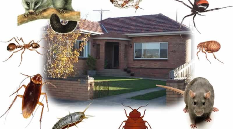 Why to Keep Your Home Safe from Pests
