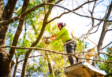 tree pruning service