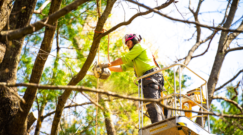 tree pruning service